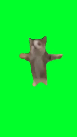 Happy Happy Cat