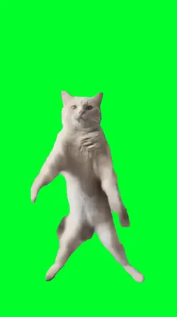 Dancing cat meme