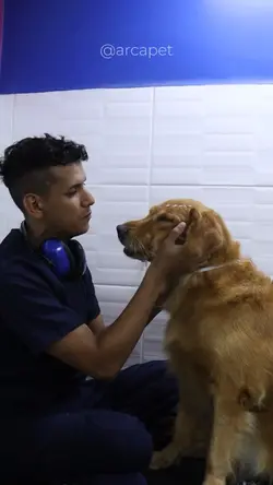 MEME CACHORRO