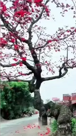 Gạo nở tháng ba
