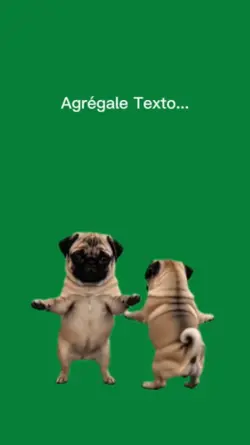 Dance Dog
