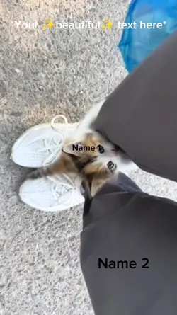 Cute Cat 
