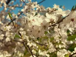 Spring Film 🎥🌸