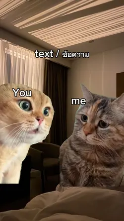 อีกแมวดุ อีกแมวงอน