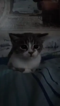 template kucing