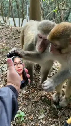 MR1 - Monkeys 