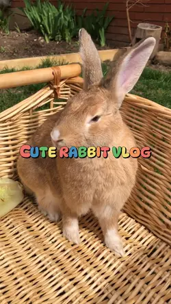 Cute Rabbit Vlog