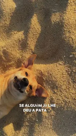 meu dog 🥹🐾