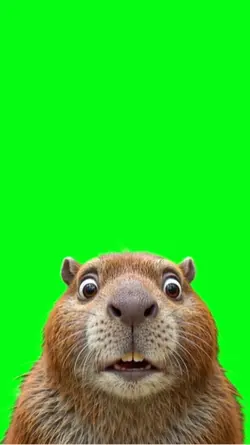 Capibara