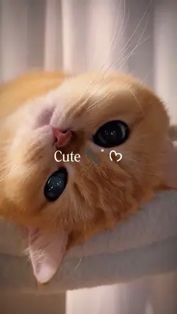 Cute Cat
