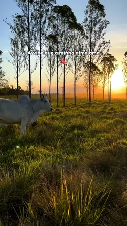 a vibe que eu amo!
