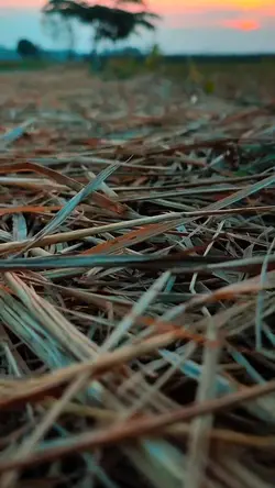 Mentahan slowmo 