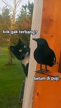 KOK GAK TERBANG?