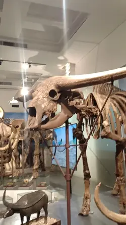 MUSEUM GEOLOGI 