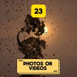 23