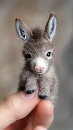 Tiny Ai Donkey video