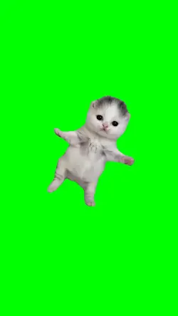 japanese kitten meme