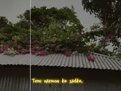 tyri nozor ke sedka