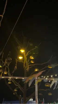 Night Life 