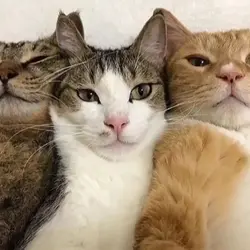 foto bertiga