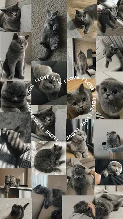 your cat