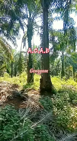 GENGGAM