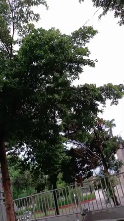 montor kesayangan