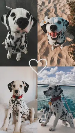 Pet cute 