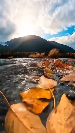 Video template 