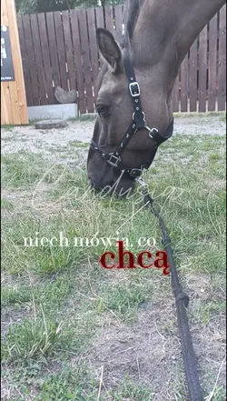 niech mówią... 