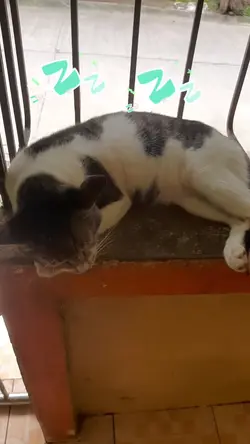 cat's life 