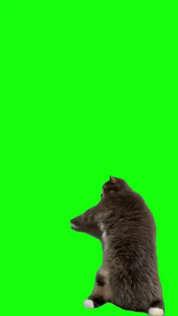 cat viral dance