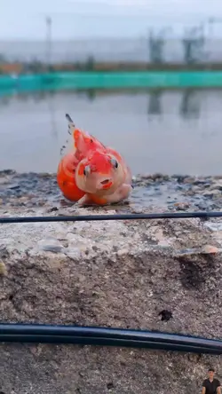 Trời ơi! Cứu tôi