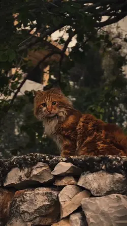 < CUTE CAT ~ 🥰