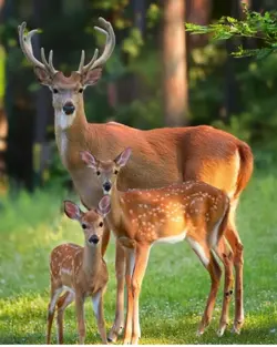 animals