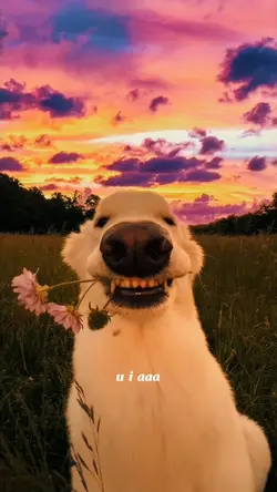U i aaa 
