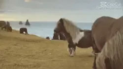 mdr 