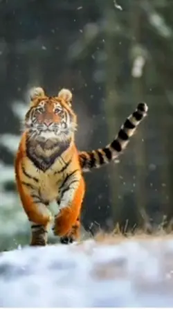 Warrior 