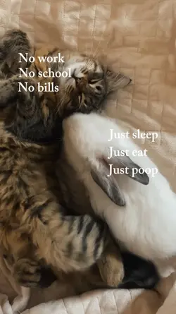 Cat sleeping 