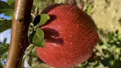 Satisfying 