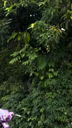 budal kaji