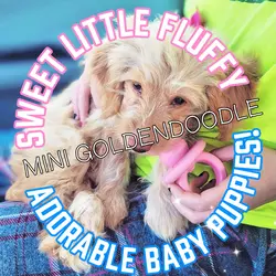 BABY PUPPIES