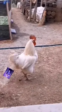 jjjjj
