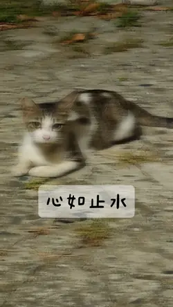 模板 01