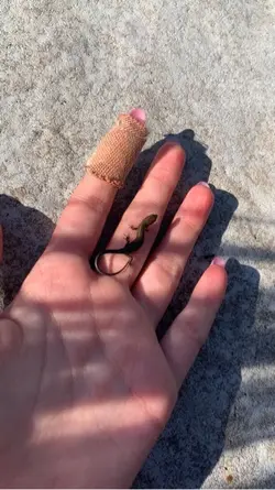 Skinks being skinks 