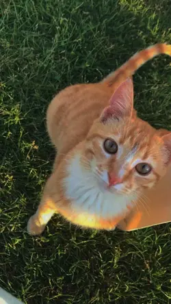 foto de gatinho