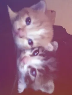 Kitten