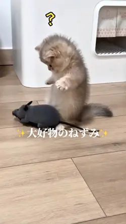 自己/友人紹介テンプレ