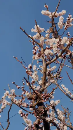 小春日和
