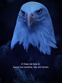 águia voa sozinha 